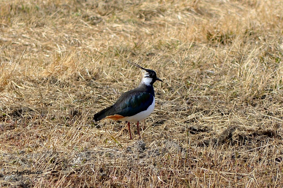 Northern Lapwing.
